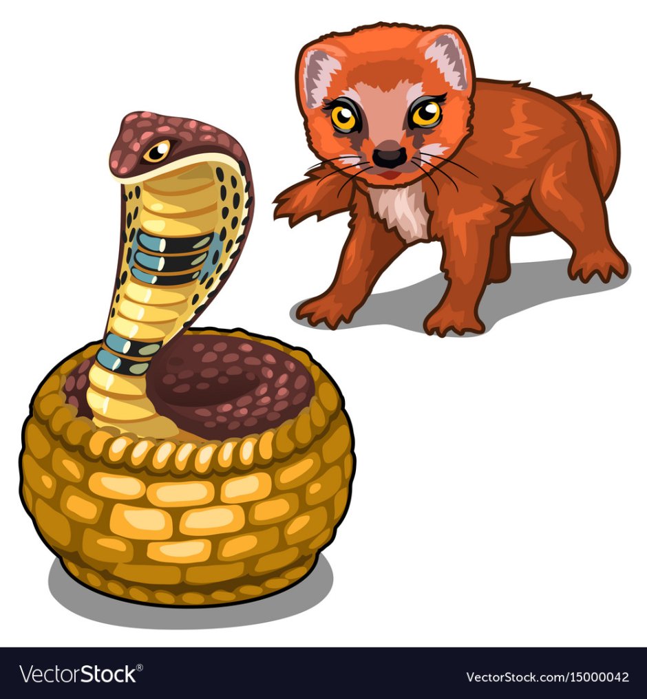 Сурикат против змеи