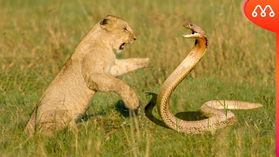 Мангуст и змея узор