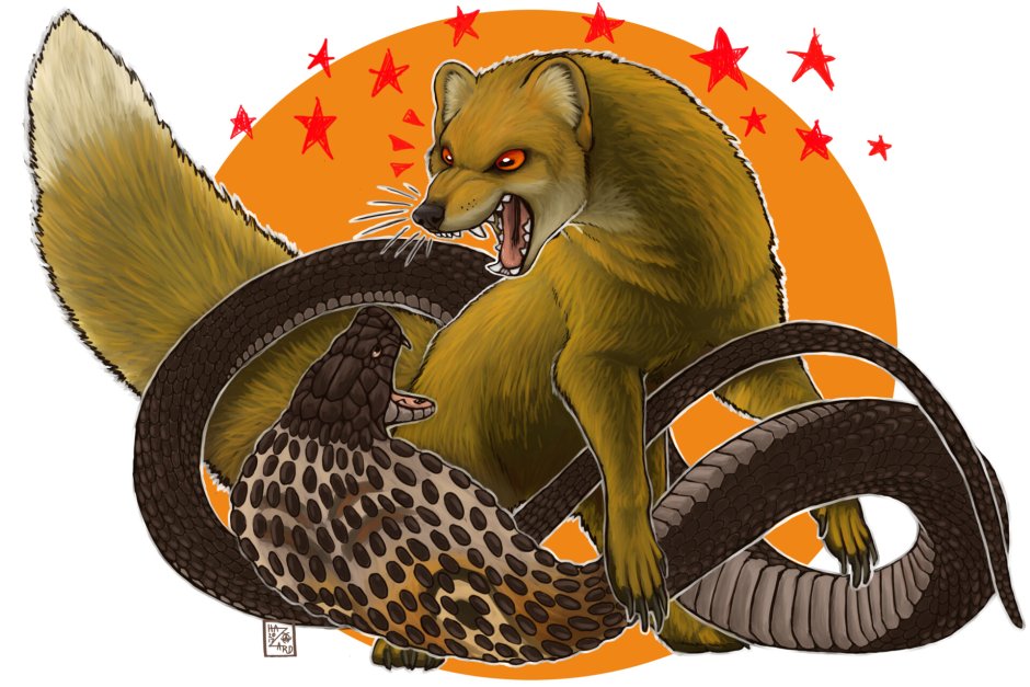 Мангуст против королевской кобры