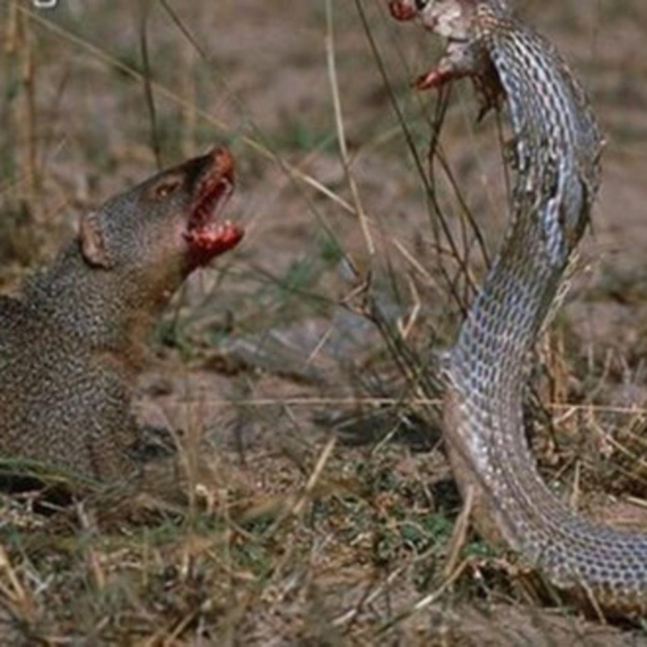 Мангуст против кобры