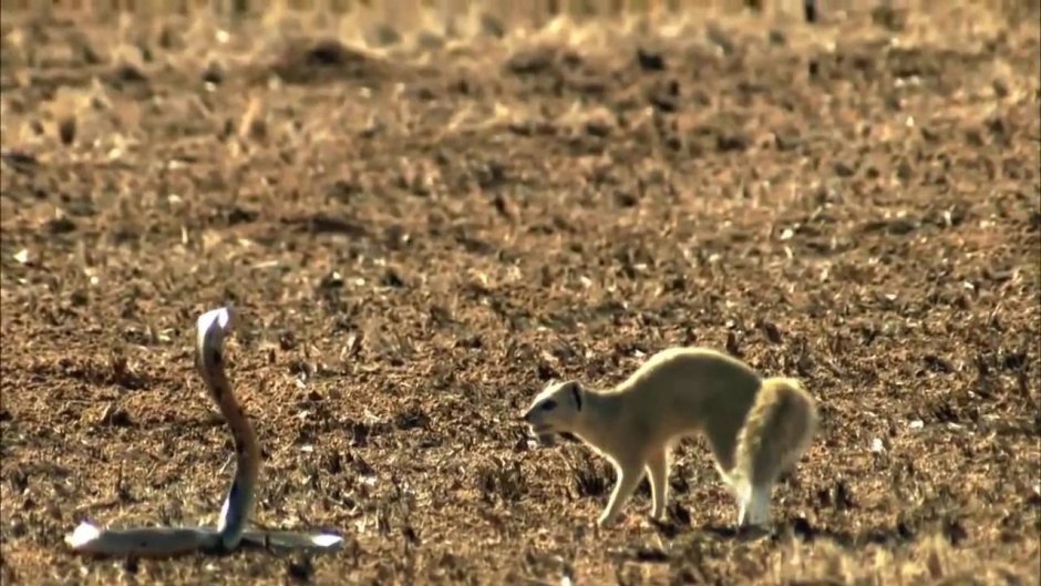 Белый Мангуст против кобры
