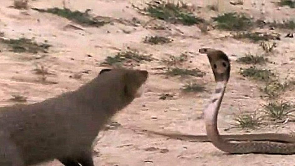 Мангуст Змеелов