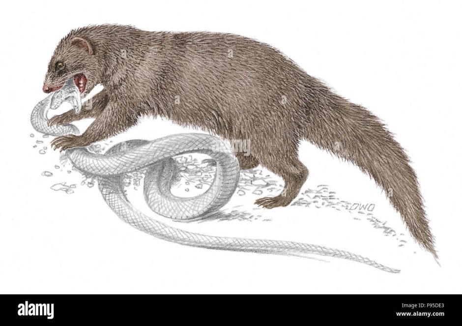 Королевская Кобра против мангуста