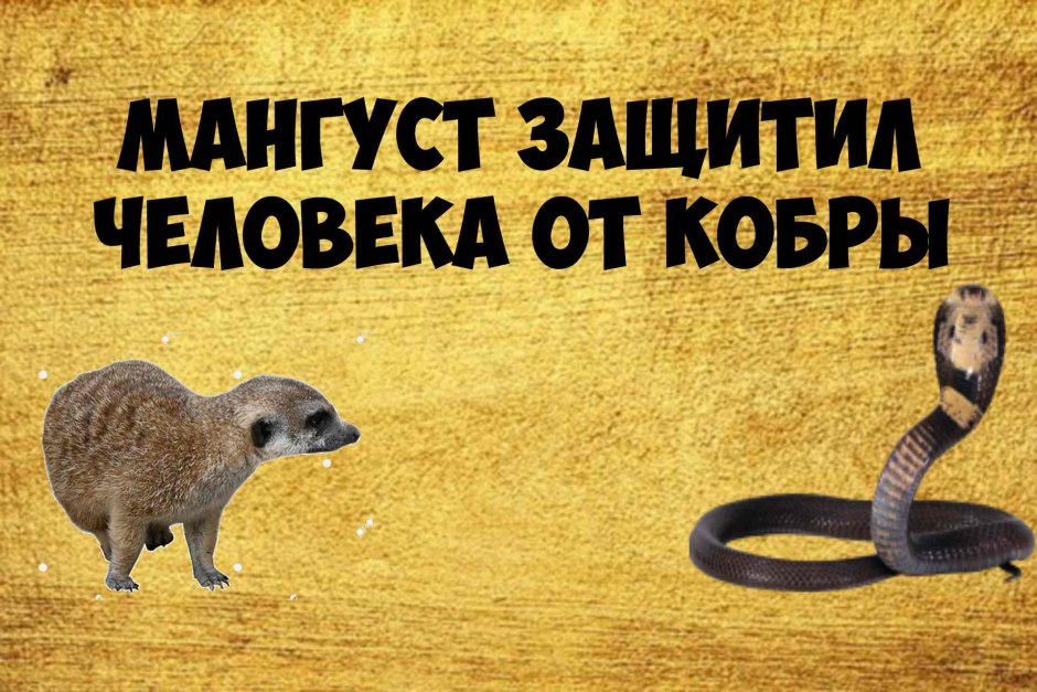 Мангуст: бесстрашный победитель змей