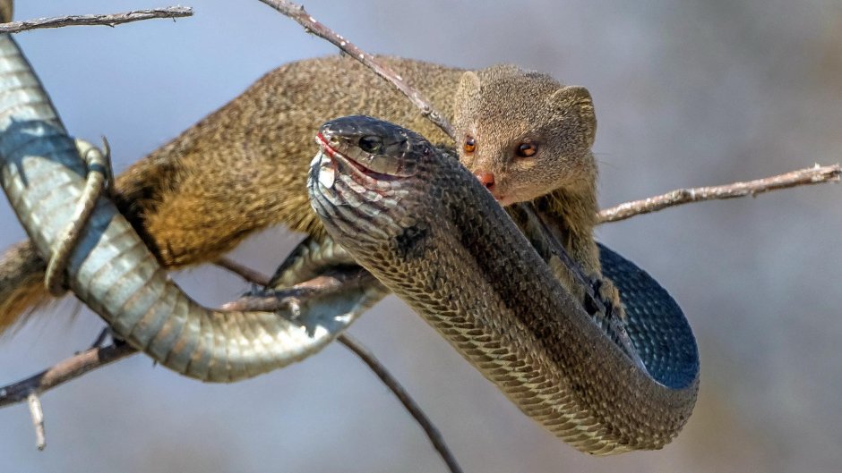 Рикки Тикки зверек