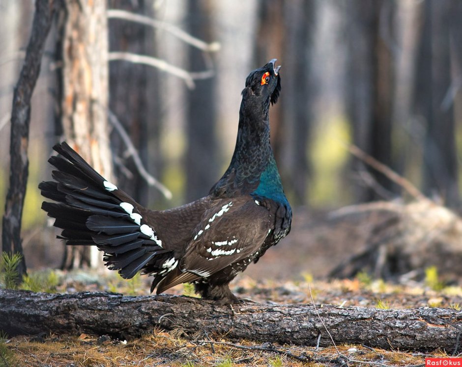 Глухарь птица самка