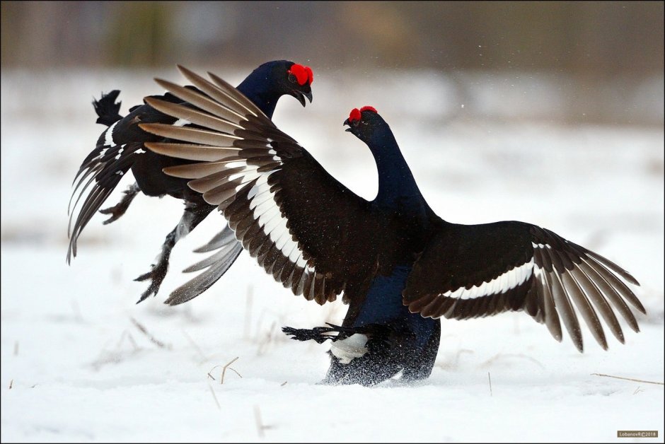 Тетерев-Косач самка и самец
