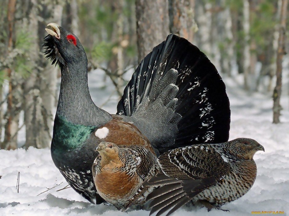 Глухарь (Tetrao urogallus)