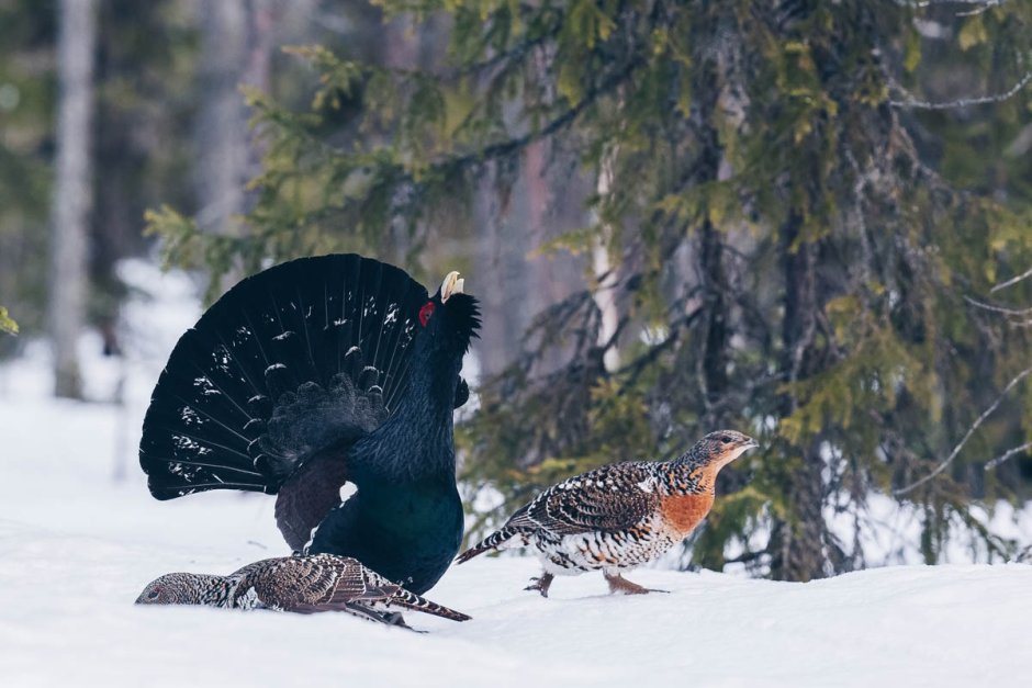 Сосногорск Глухарь обыкновенный