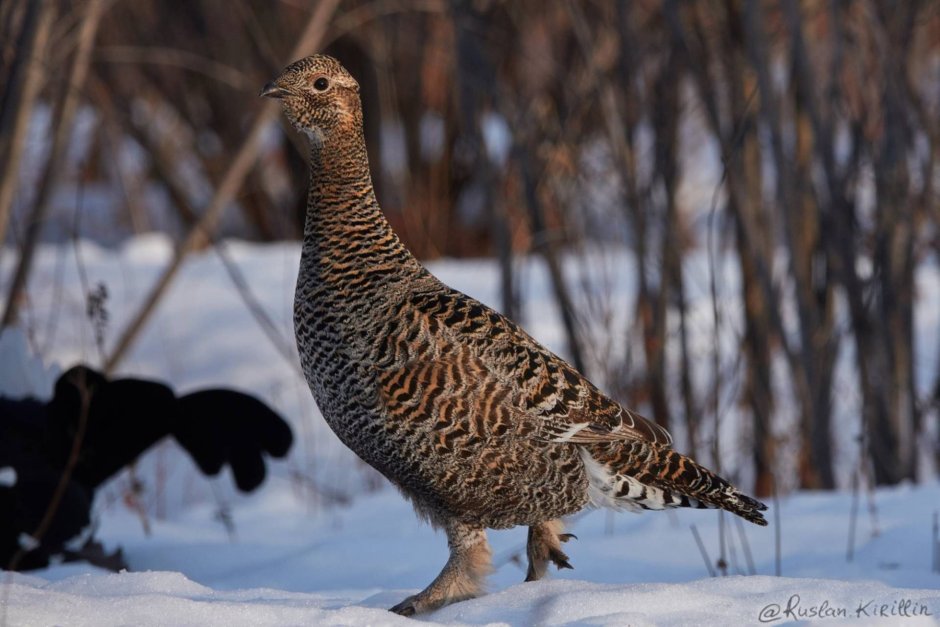 Тетерев-Косач самка