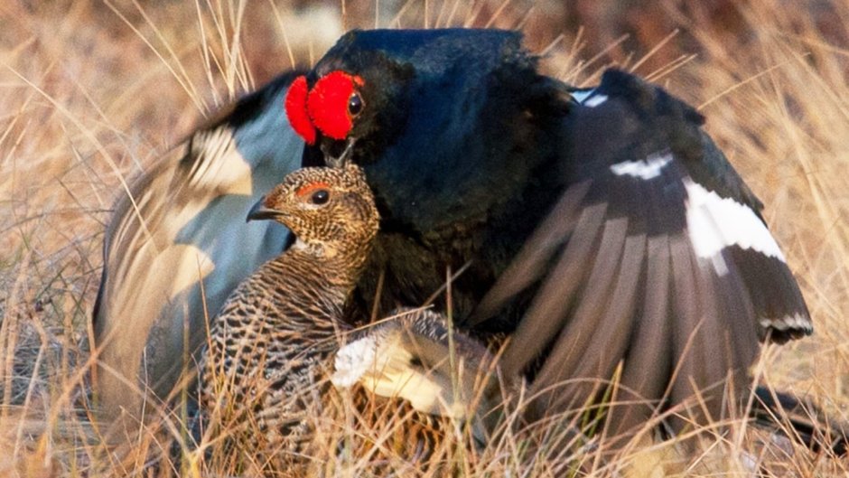 Тетерев-Косач самка