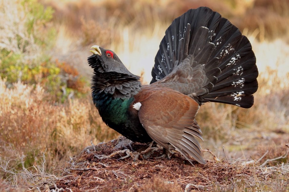 Глухарь птица самка