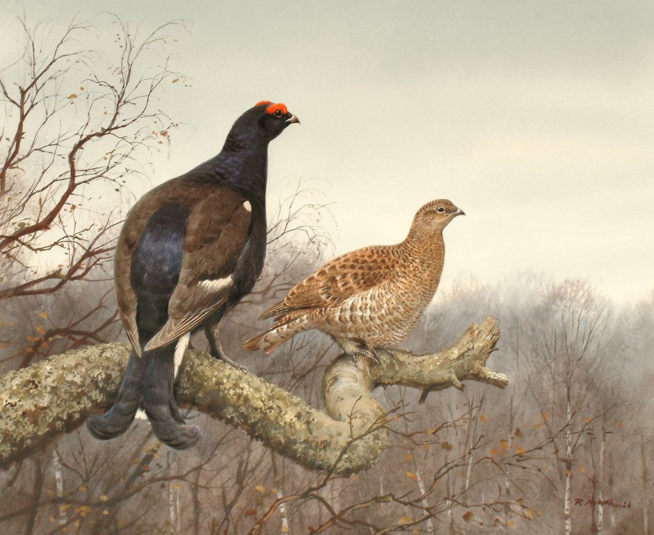 Глухарь и куропатка