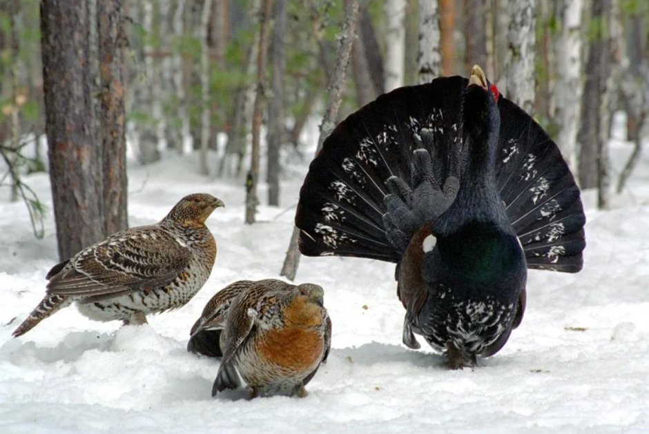 Птицы Сибири Глухарь