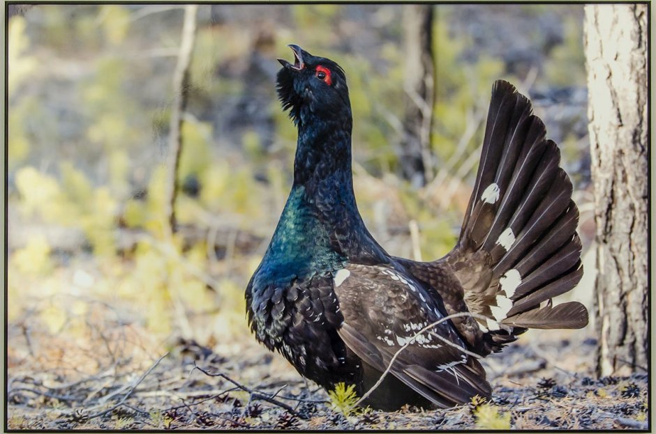 Тетерев Сибирский