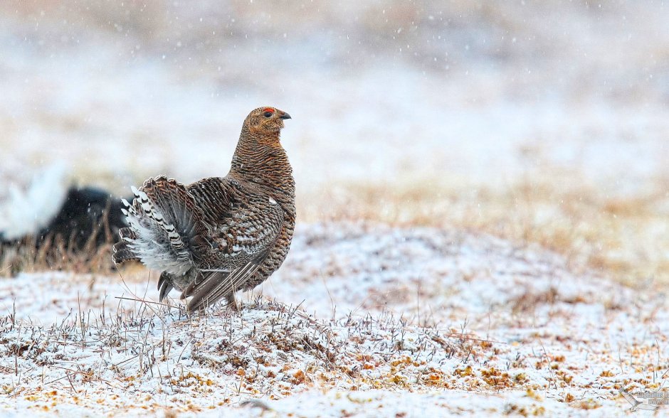 Тетерев птица самка