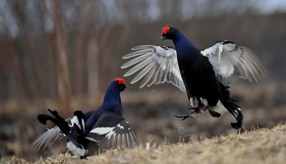 Тетерев Косач на току