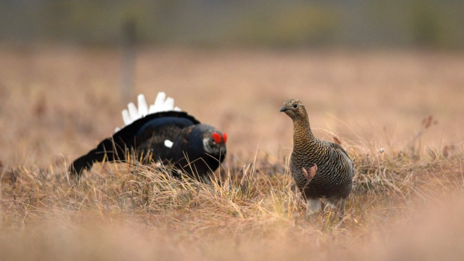 Птенцы тетерева косача