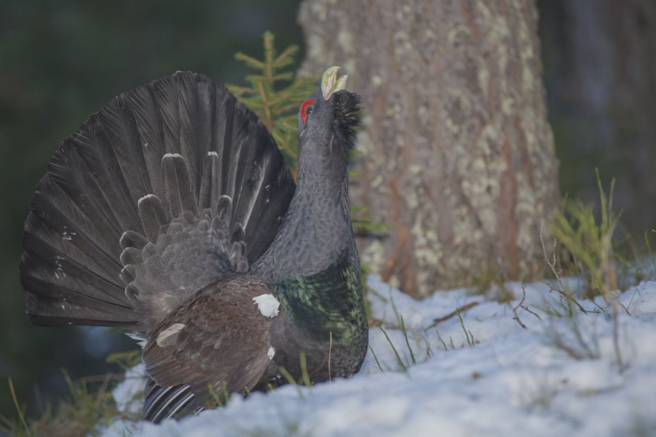 Тетерев фазан и Глухарь Глухарь