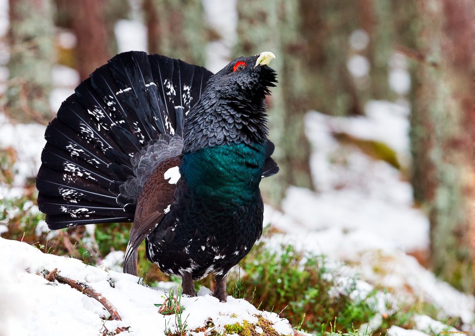 Тетерев Глухарь Косач
