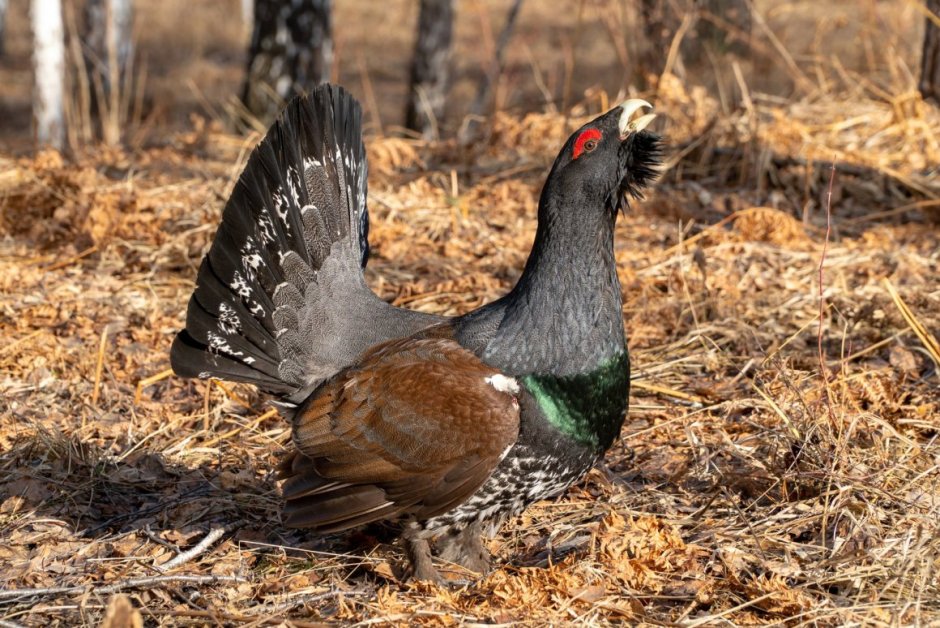Тетерев в Забайкалье
