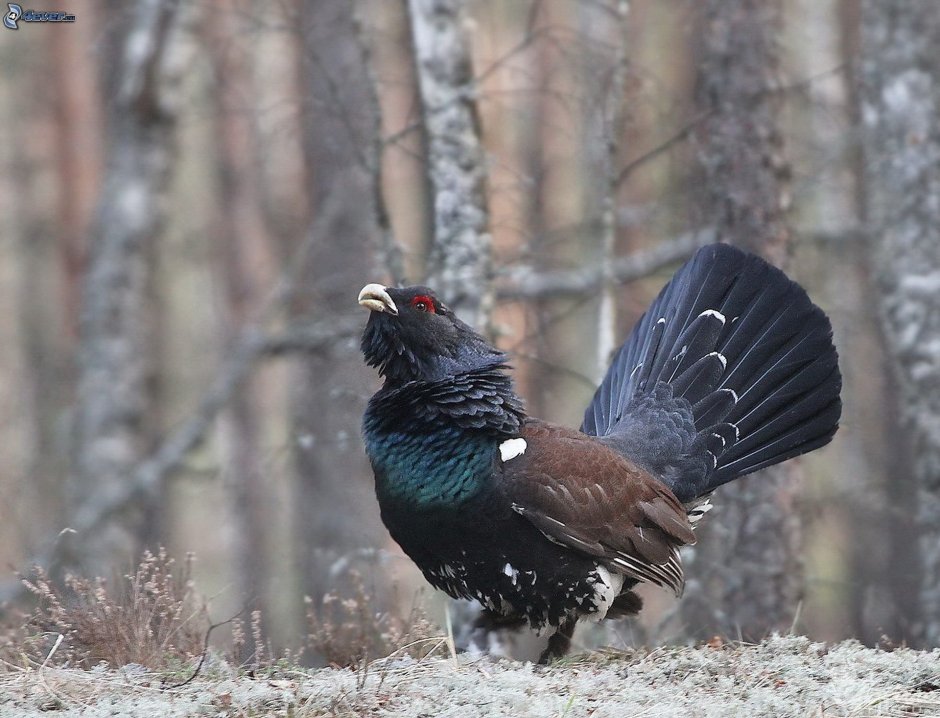 Глухарь фото