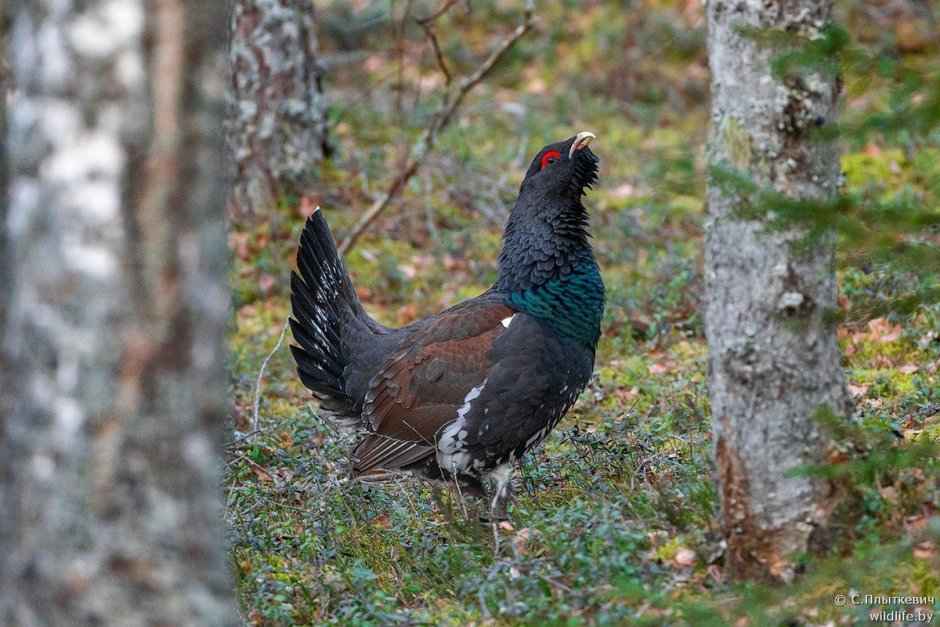 Глухарь тетерев рябчик куропатка