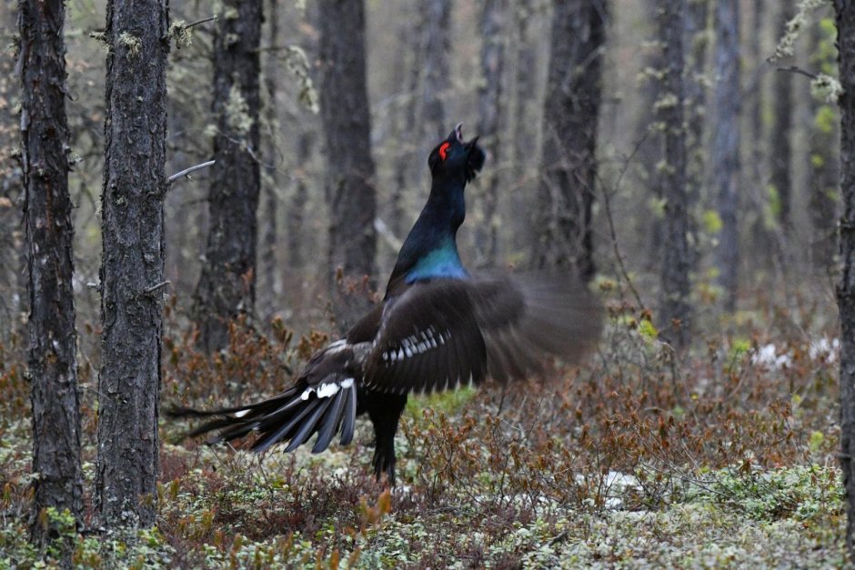 Таежный темный Глухарь