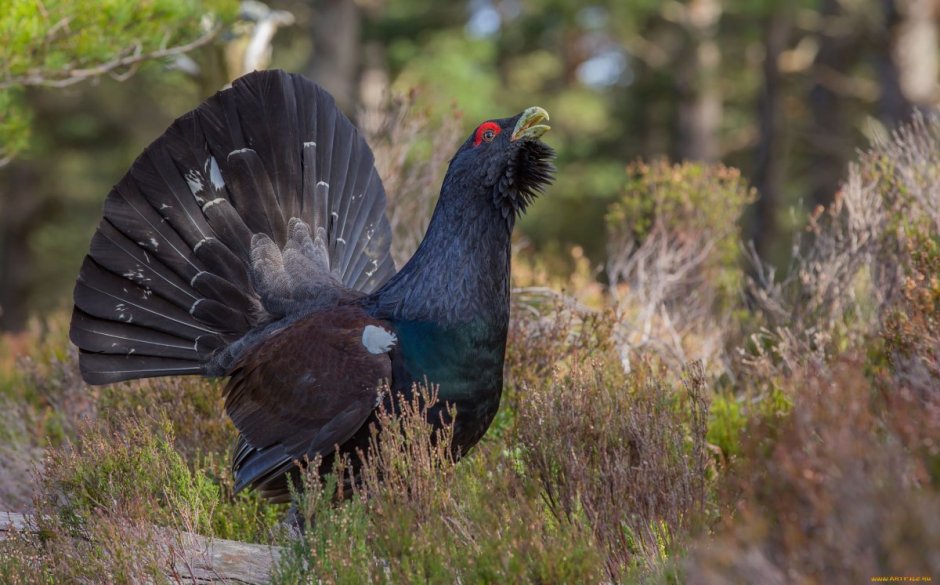 Тетерев Алтайский край