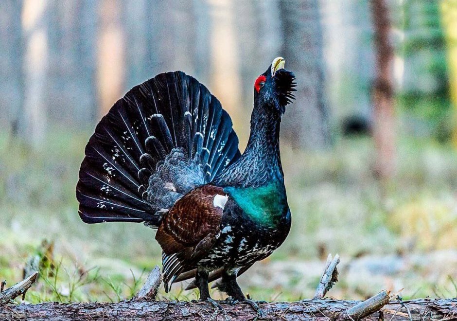 Глухарь и Капалуха