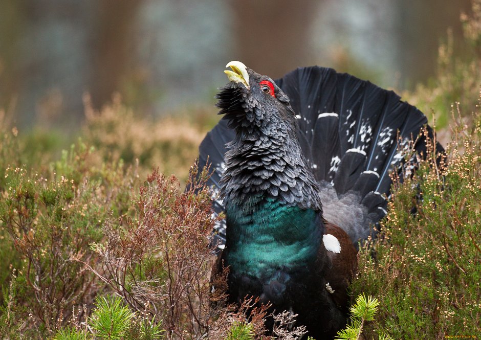 Глухарь тетерев рябчик