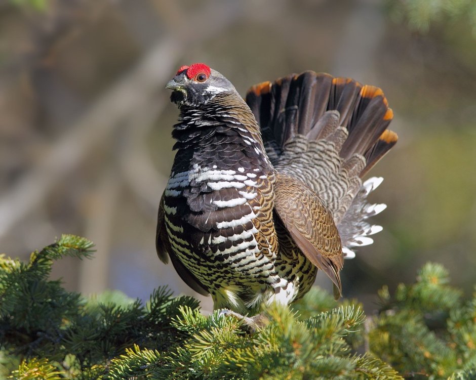 Рябчик дикуша