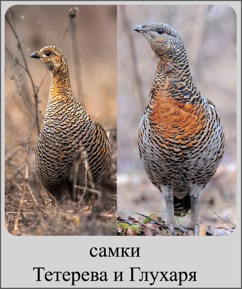 Арктические тетерева