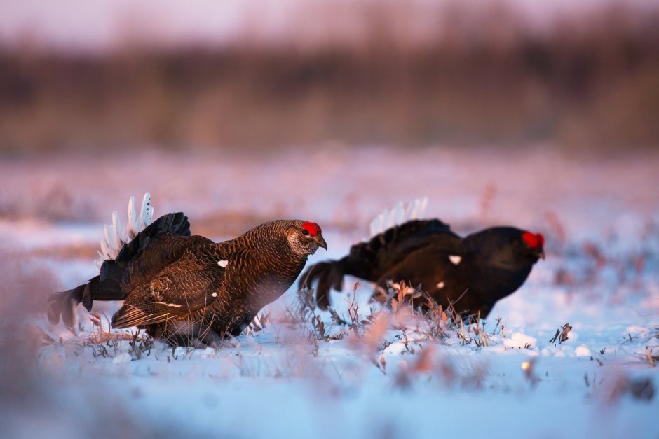 Тетерев-Косач зимой