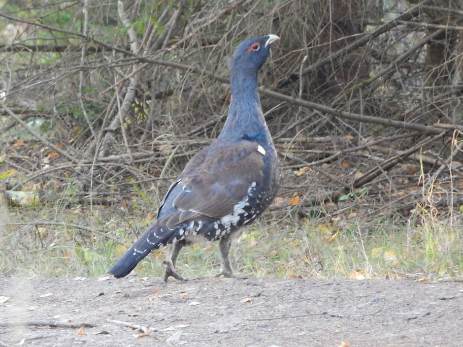 Белобрюхий Глухарь Уральский