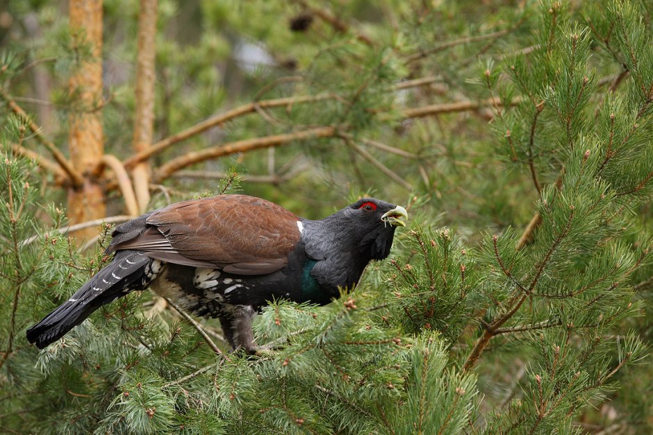 Тетерев-Косач питается