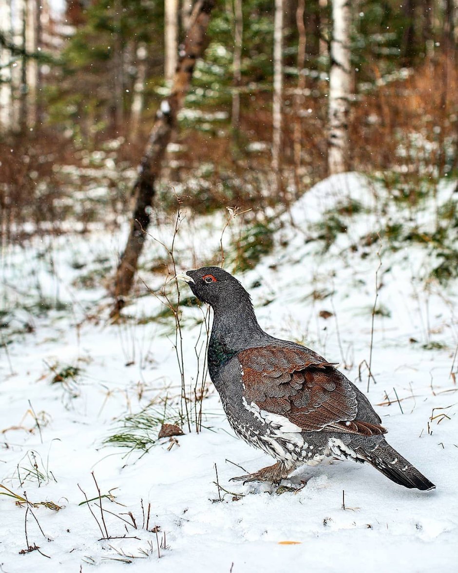 Глухарь и Капалуха