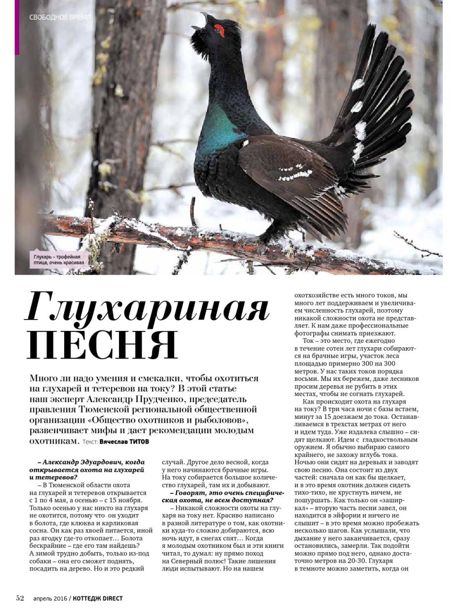 Тетерев-Косач питается