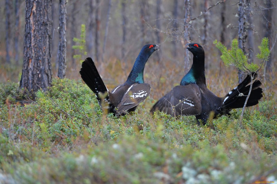 Тетерев Косач токует