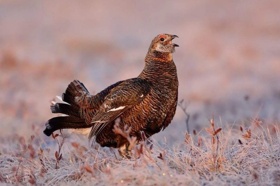 Тетёрка птица