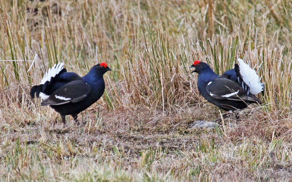 Тетерев и Глухарь