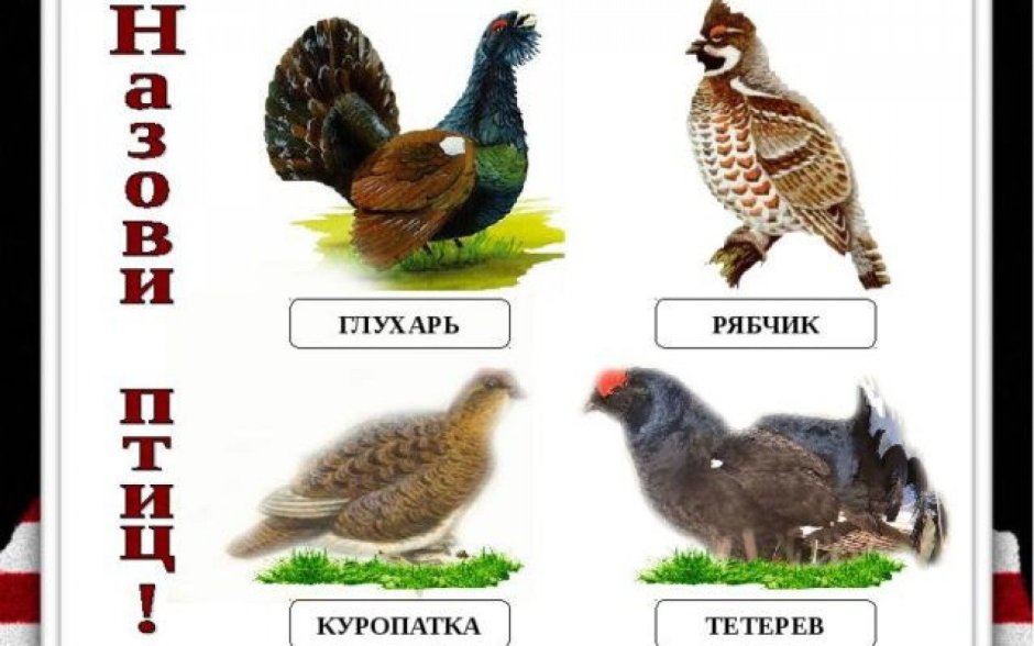 Тетерев Глухарь Косач отличия