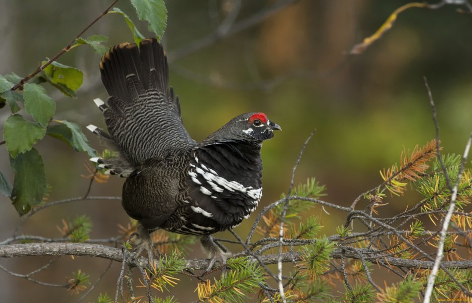 Глухарь тетерев фазан