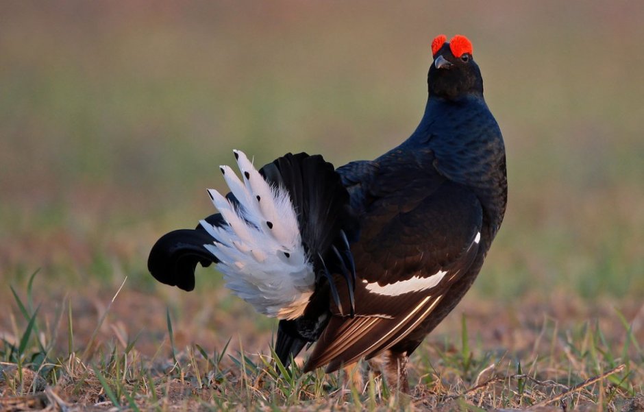 Битва тетерева косача