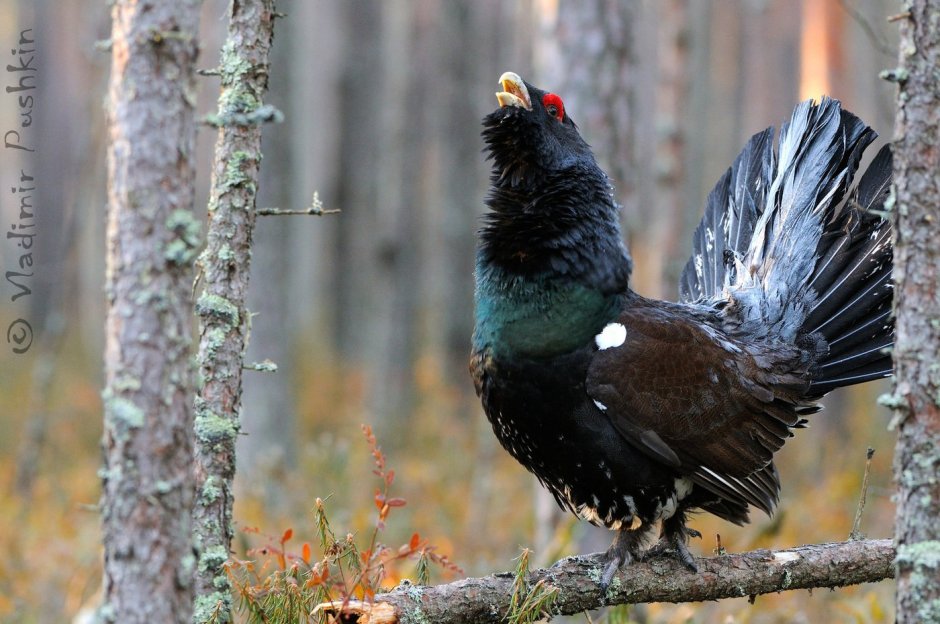 Глухарь дальнего Востока