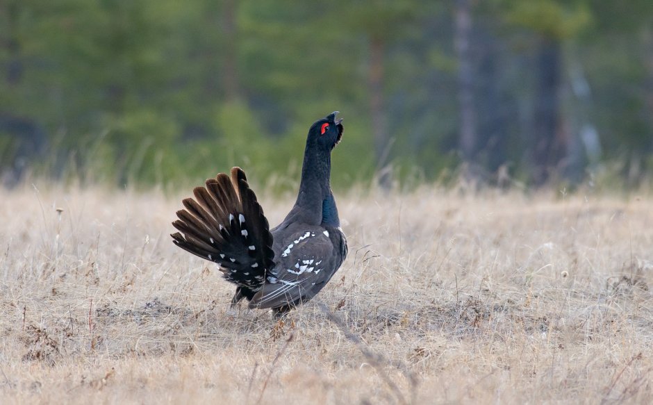 Глория Глухарь