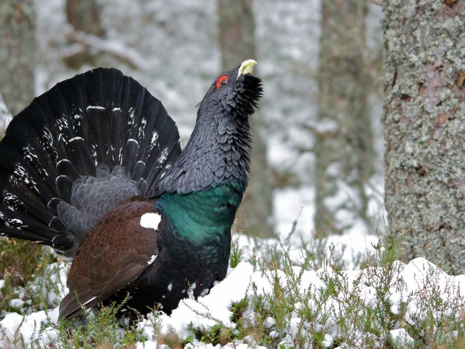 Тетерев и Глухарь