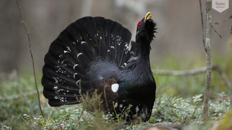 Рябчик дикуша