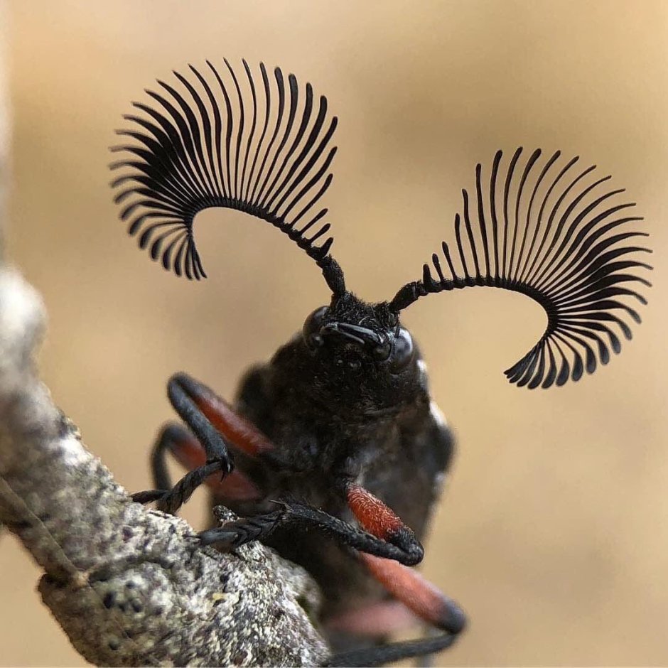 Rhipicera femorata