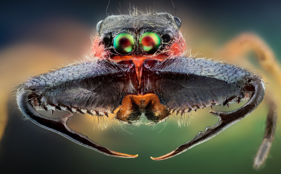 Hoplia coerulea